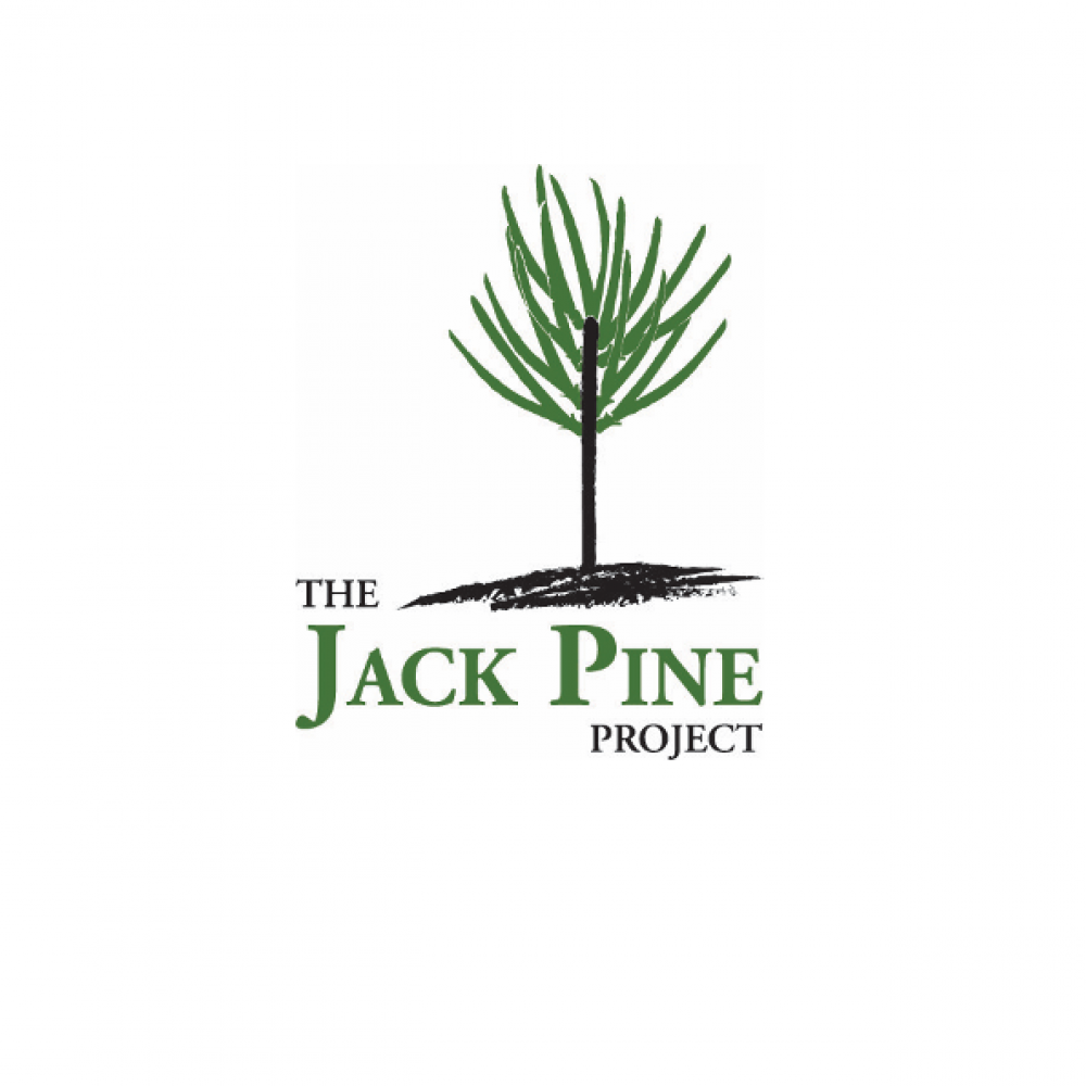 jack pine project